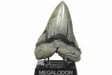 Huge, Fossil Megalodon Tooth - Sharp Serrations #203031-1